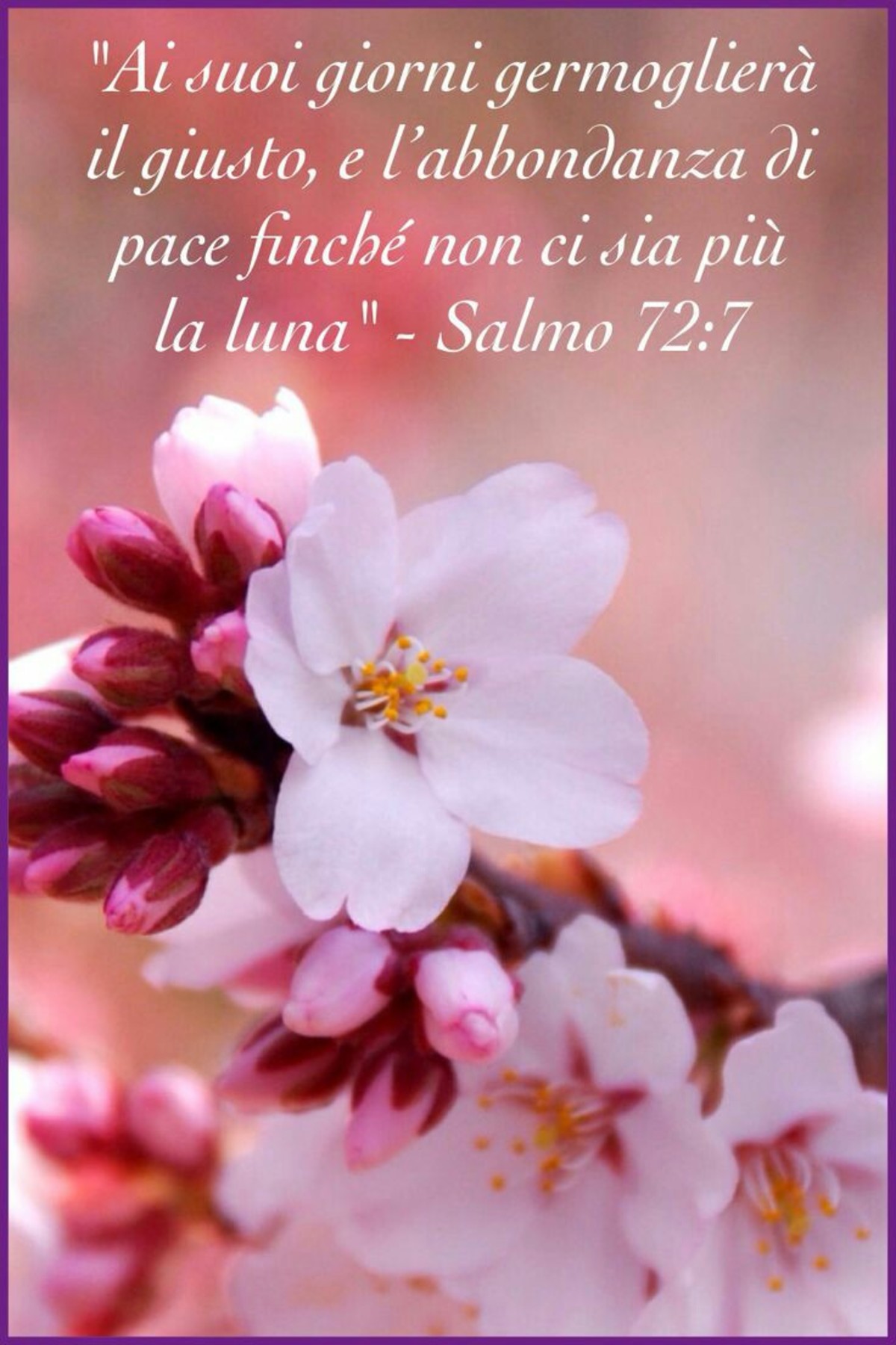 Versetti biblici evangelici (8)