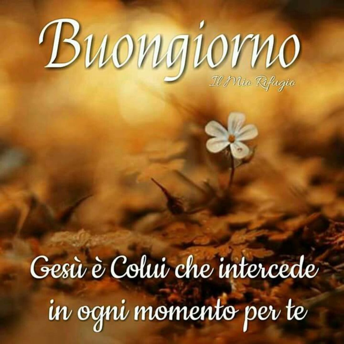 Immagini per Cristiani del Buongiorno 3185