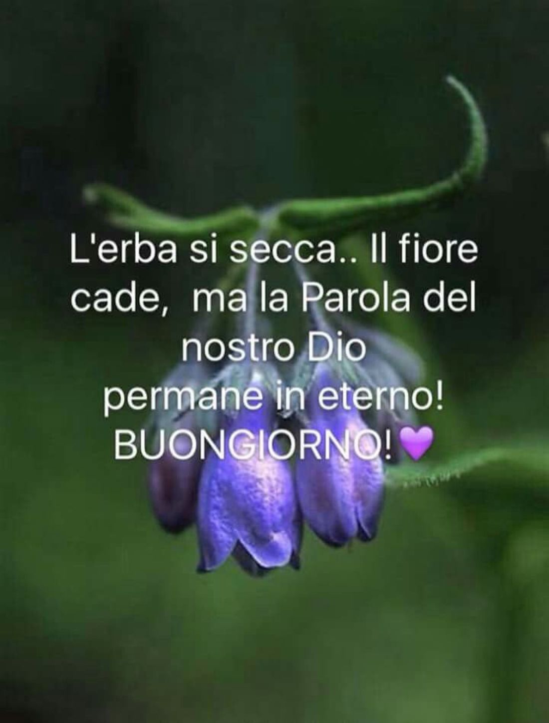 Immagini sacre del Buongiorno con i fiori 8