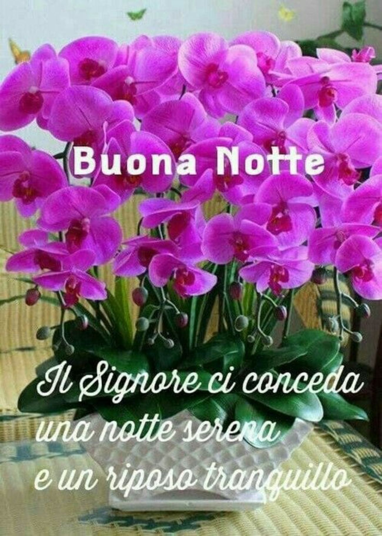 Buonanotte 1244