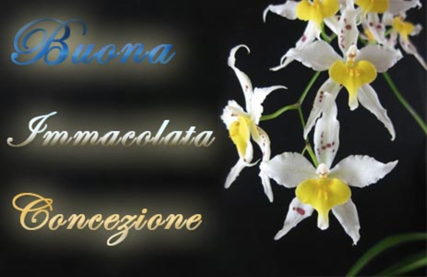 Festa dell'Immacolata Concezione immagini Pinterest