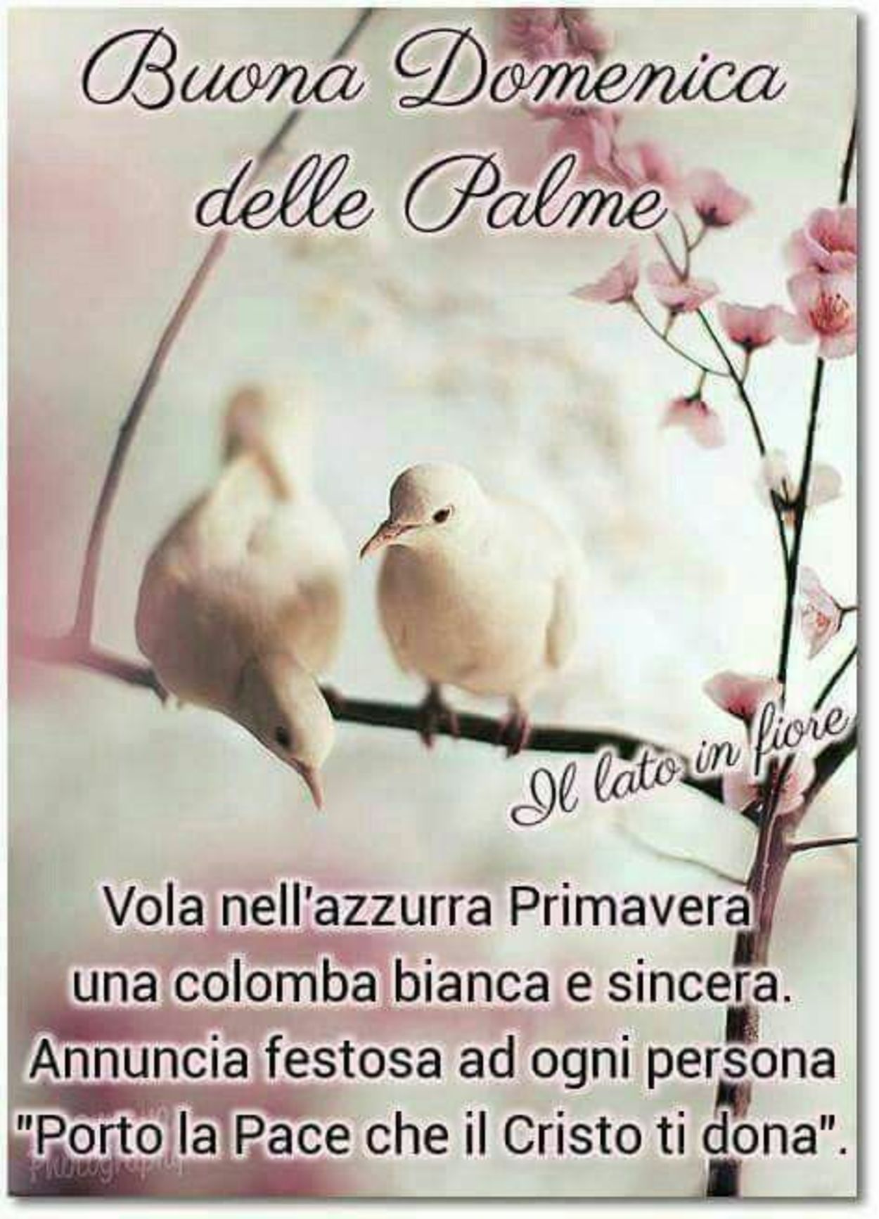 Frasi e immagini sacre Domenica delle Palme 893